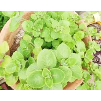 Oregano Herbal Plant